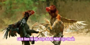 Cách xem và đặt cược đá gà PKBET