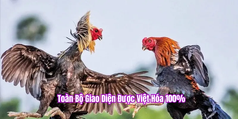 Giao diện đá gà PKBET