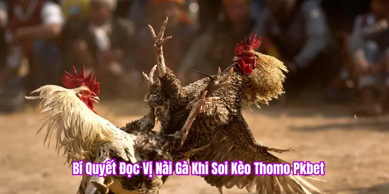 Bí kíp đọc vị nài gà tại PKBET channel