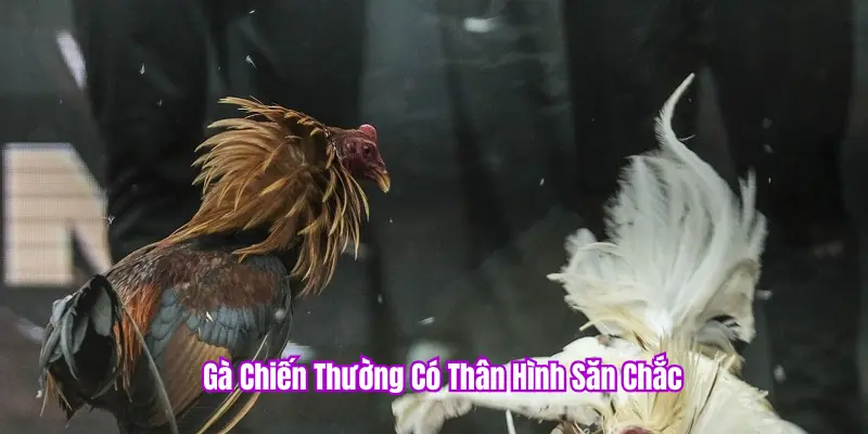 Soi kèo đá gà PKBET