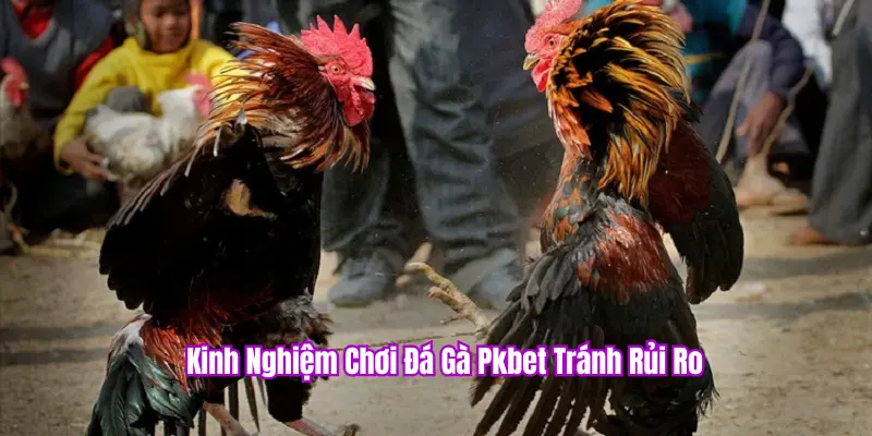 Kinh nghiệm chơi đá gà PKBET